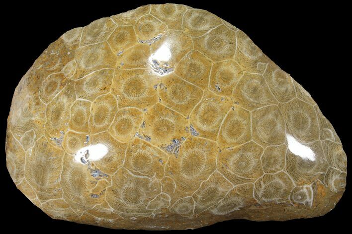 Polished Fossil Coral (Actinocyathus) - Morocco #90254
